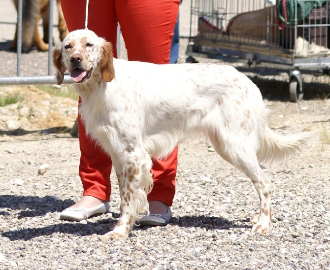 des Berges Du Sabo - Exposition Canine Monclar de Quercy CACS