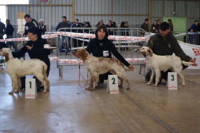 des Berges Du Sabo - Exposition Canine Internationale Béziers